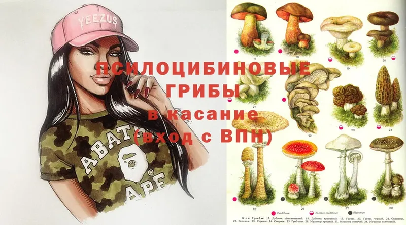 Псилоцибиновые грибы Cubensis  Белоярский 